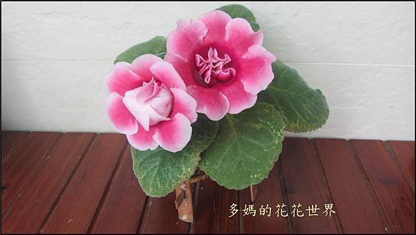 大岩桐22.jpg