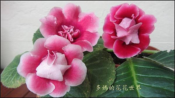 大岩桐23.jpg