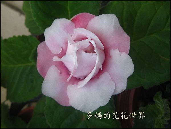 大岩桐24.jpg