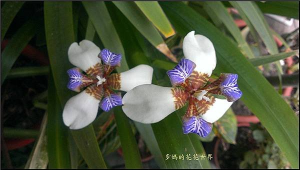 2015 鳶尾花3.jpg