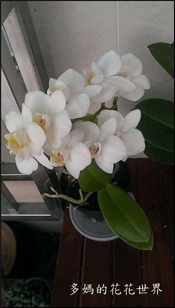 2015 蝴蝶蘭2.jpg