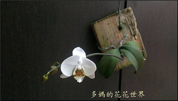 2015 蝴蝶蘭1.jpg