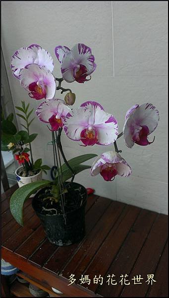 2015 蝴蝶蘭6.jpg