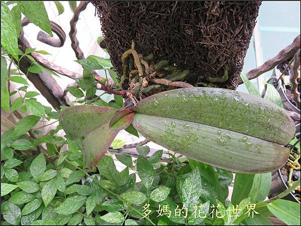 2015 蝴蝶蘭11.jpg