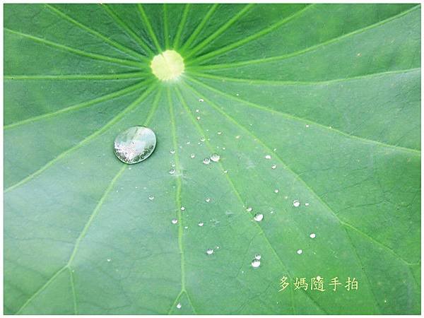 白荷6.jpg
