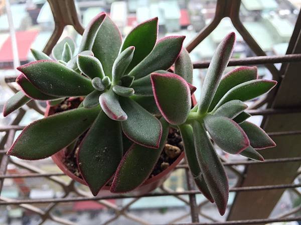 多肉植物