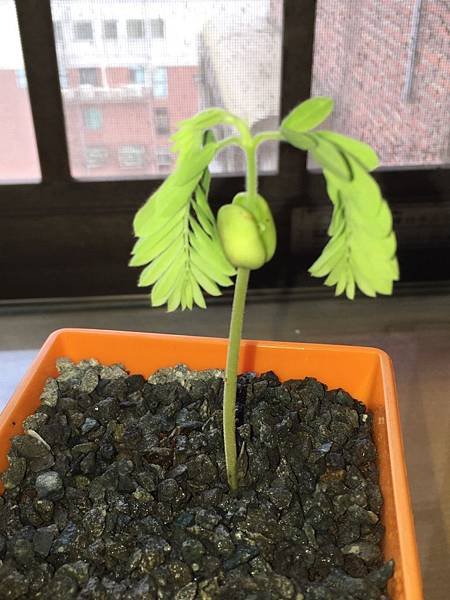 種子盆栽---羅旺子