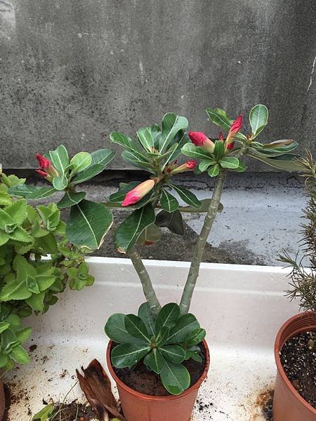 植物園地--沙漠玫瑰