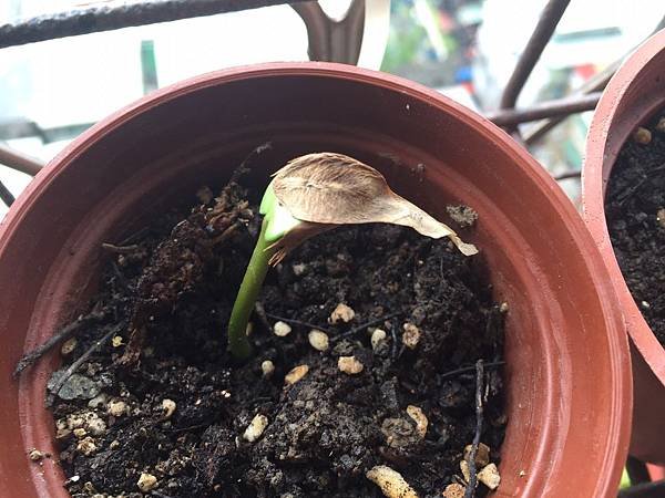 雞蛋花