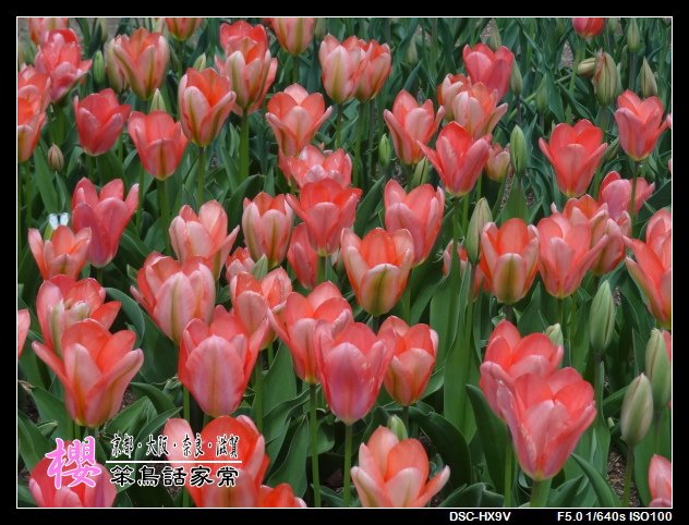 DSC08540.JPG