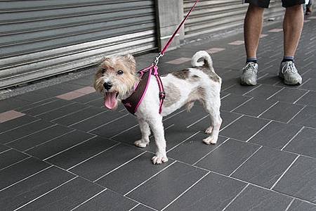 梗犬~安安-2.jpg