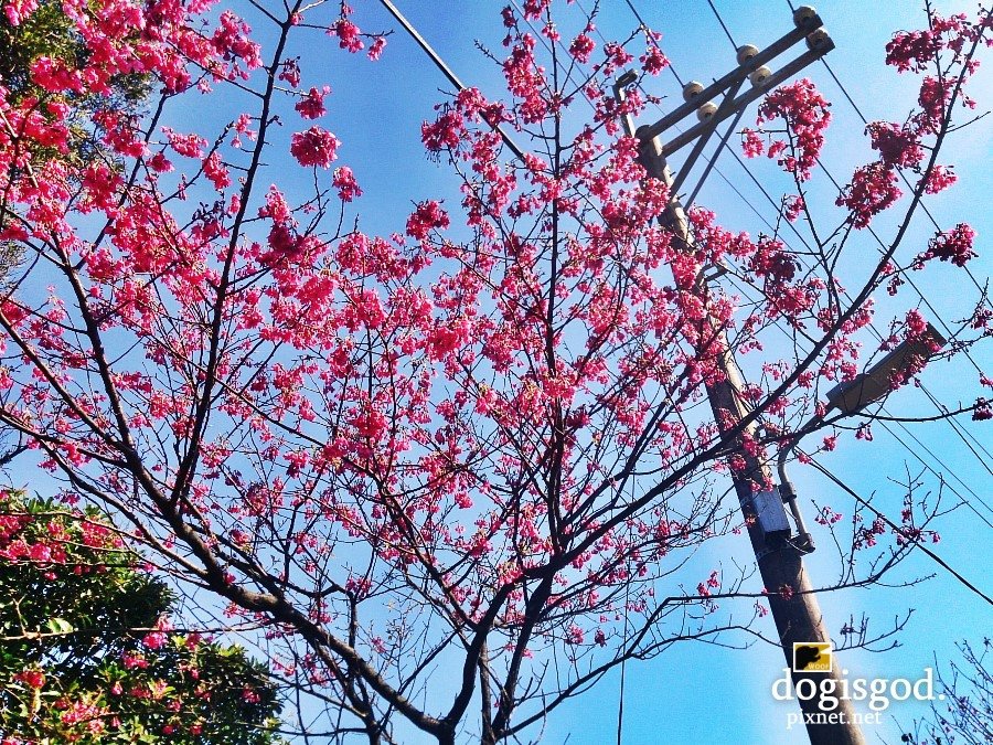 cherryblossum09.jpg