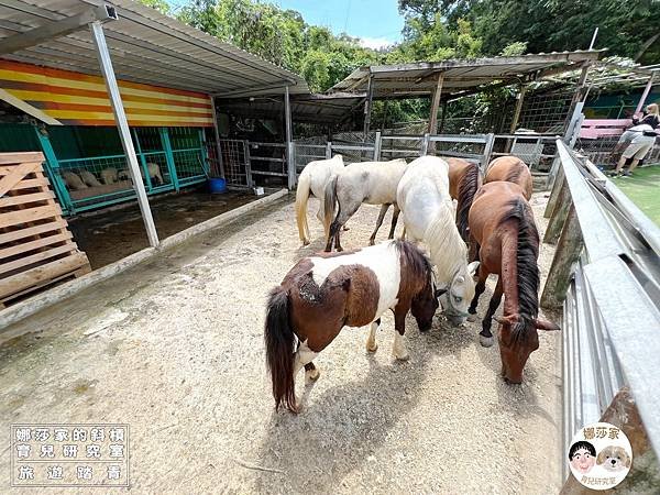 娜莎家的斜槓育兒研究室_旅遊踏青_桃園親子景點》富田香草休閒農場~羊駝、馬、驢子、羊、兔子、天竺鼠、雞、火雞、鴨、鵝~富田香草休閒農場,親子農場,動物農場,動物,親子動物,親子景點,動物景點,桃園,大溪,大溪農場,桃園親子景點,桃園動物農場,大溪動物農場,大溪親子景點,富田農場,羊駝,馬,羊,驢子,小動物26.jpg