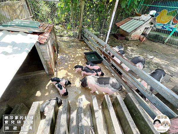 娜莎家的斜槓育兒研究室_旅遊踏青_桃園親子景點》富田香草休閒農場~羊駝、馬、驢子、羊、兔子、天竺鼠、雞、火雞、鴨、鵝~富田香草休閒農場,親子農場,動物農場,動物,親子動物,親子景點,動物景點,桃園,大溪,大溪農場,桃園親子景點,桃園動物農場,大溪動物農場,大溪親子景點,富田農場,羊駝,馬,羊,驢子,小動物30.jpg