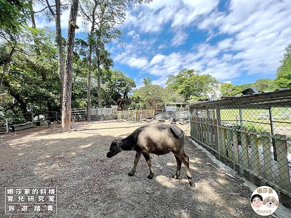 娜莎家的斜槓育兒研究室_旅遊踏青_桃園親子景點》富田香草休閒農場~羊駝、馬、驢子、羊、兔子、天竺鼠、雞、火雞、鴨、鵝~富田香草休閒農場,親子農場,動物農場,動物,親子動物,親子景點,動物景點,桃園,大溪,大溪農場,桃園親子景點,桃園動物農場,大溪動物農場,大溪親子景點,富田農場,羊駝,馬,羊,驢子,小動物35.jpg