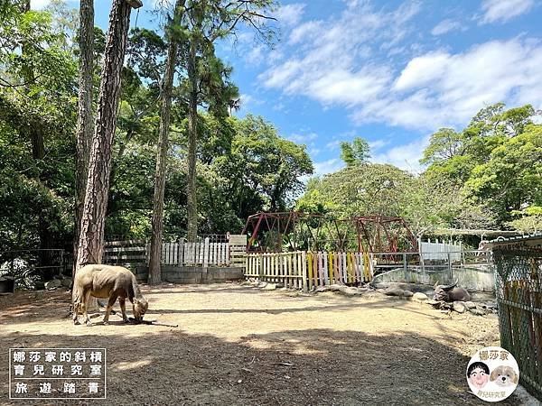 娜莎家的斜槓育兒研究室_旅遊踏青_桃園親子景點》富田香草休閒農場~羊駝、馬、驢子、羊、兔子、天竺鼠、雞、火雞、鴨、鵝~富田香草休閒農場,親子農場,動物農場,動物,親子動物,親子景點,動物景點,桃園,大溪,大溪農場,桃園親子景點,桃園動物農場,大溪動物農場,大溪親子景點,富田農場,羊駝,馬,羊,驢子,小動物34.jpg