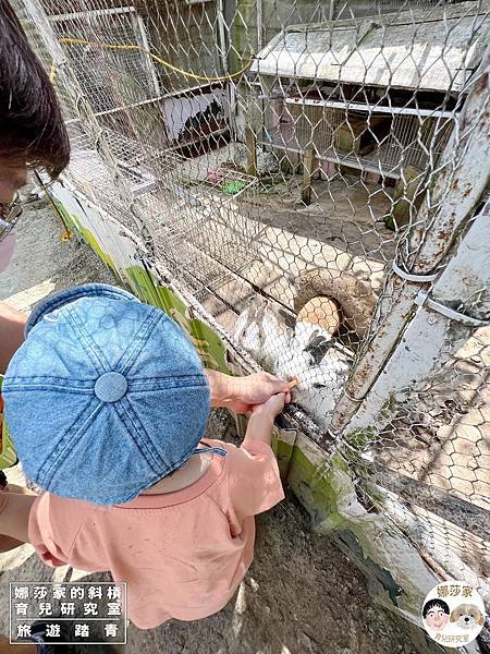 娜莎家的斜槓育兒研究室_旅遊踏青_桃園親子景點》富田香草休閒農場~羊駝、馬、驢子、羊、兔子、天竺鼠、雞、火雞、鴨、鵝~富田香草休閒農場,親子農場,動物農場,動物,親子動物,親子景點,動物景點,桃園,大溪,大溪農場,桃園親子景點,桃園動物農場,大溪動物農場,大溪親子景點,富田農場,羊駝,馬,羊,驢子,小動物42.jpg