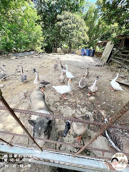 娜莎家的斜槓育兒研究室_旅遊踏青_桃園親子景點》富田香草休閒農場~羊駝、馬、驢子、羊、兔子、天竺鼠、雞、火雞、鴨、鵝~富田香草休閒農場,親子農場,動物農場,動物,親子動物,親子景點,動物景點,桃園,大溪,大溪農場,桃園親子景點,桃園動物農場,大溪動物農場,大溪親子景點,富田農場,羊駝,馬,羊,驢子,小動物40.jpg