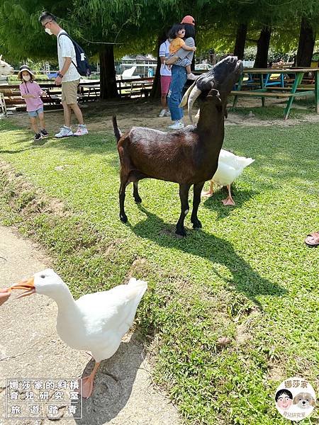 娜莎家的斜槓育兒研究室_旅遊踏青_桃園親子景點》富田香草休閒農場~羊駝、馬、驢子、羊、兔子、天竺鼠、雞、火雞、鴨、鵝~富田香草休閒農場,親子農場,動物農場,動物,親子動物,親子景點,動物景點,桃園,大溪,大溪農場,桃園親子景點,桃園動物農場,大溪動物農場,大溪親子景點,富田農場,羊駝,馬,羊,驢子,小動物44.jpg