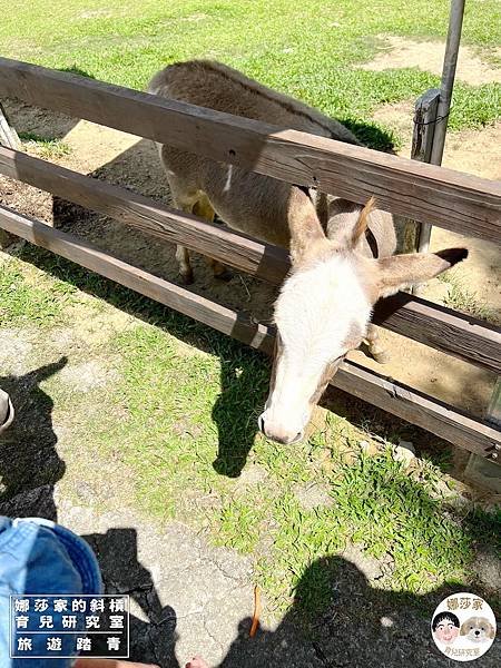 娜莎家的斜槓育兒研究室_旅遊踏青_桃園親子景點》富田香草休閒農場~羊駝、馬、驢子、羊、兔子、天竺鼠、雞、火雞、鴨、鵝~富田香草休閒農場,親子農場,動物農場,動物,親子動物,親子景點,動物景點,桃園,大溪,大溪農場,桃園親子景點,桃園動物農場,大溪動物農場,大溪親子景點,富田農場,羊駝,馬,羊,驢子,小動物45.jpg