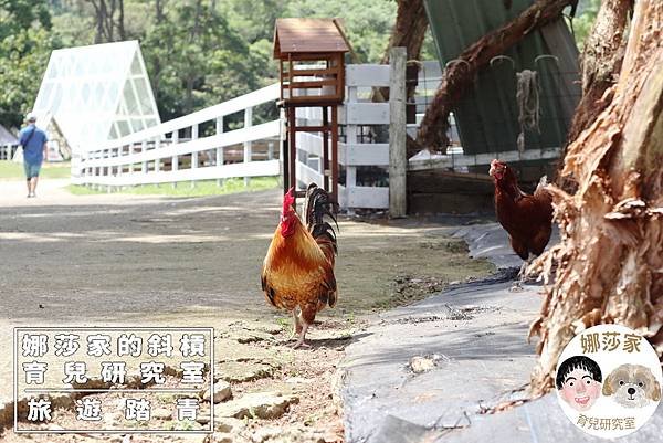 娜莎家的斜槓育兒研究室_旅遊踏青_桃園親子景點》富田香草休閒農場~羊駝、馬、驢子、羊、兔子、天竺鼠、雞、火雞、鴨、鵝~富田香草休閒農場,親子農場,動物農場,動物,親子動物,親子景點,動物景點,桃園,大溪,大溪農場,桃園親子景點,桃園動物農場,大溪動物農場,大溪親子景點,富田農場,羊駝,馬,羊,驢子,小動物49.jpg