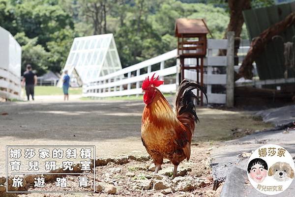 娜莎家的斜槓育兒研究室_旅遊踏青_桃園親子景點》富田香草休閒農場~羊駝、馬、驢子、羊、兔子、天竺鼠、雞、火雞、鴨、鵝~富田香草休閒農場,親子農場,動物農場,動物,親子動物,親子景點,動物景點,桃園,大溪,大溪農場,桃園親子景點,桃園動物農場,大溪動物農場,大溪親子景點,富田農場,羊駝,馬,羊,驢子,小動物50.jpg