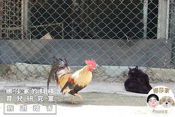 娜莎家的斜槓育兒研究室_旅遊踏青_桃園親子景點》富田香草休閒農場~羊駝、馬、驢子、羊、兔子、天竺鼠、雞、火雞、鴨、鵝~富田香草休閒農場,親子農場,動物農場,動物,親子動物,親子景點,動物景點,桃園,大溪,大溪農場,桃園親子景點,桃園動物農場,大溪動物農場,大溪親子景點,富田農場,羊駝,馬,羊,驢子,小動物51.jpg