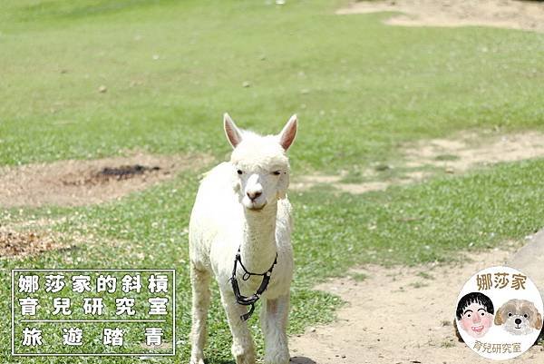 娜莎家的斜槓育兒研究室_旅遊踏青_桃園親子景點》富田香草休閒農場~羊駝、馬、驢子、羊、兔子、天竺鼠、雞、火雞、鴨、鵝~富田香草休閒農場,親子農場,動物農場,動物,親子動物,親子景點,動物景點,桃園,大溪,大溪農場,桃園親子景點,桃園動物農場,大溪動物農場,大溪親子景點,富田農場,羊駝,馬,羊,驢子,小動物54.jpg