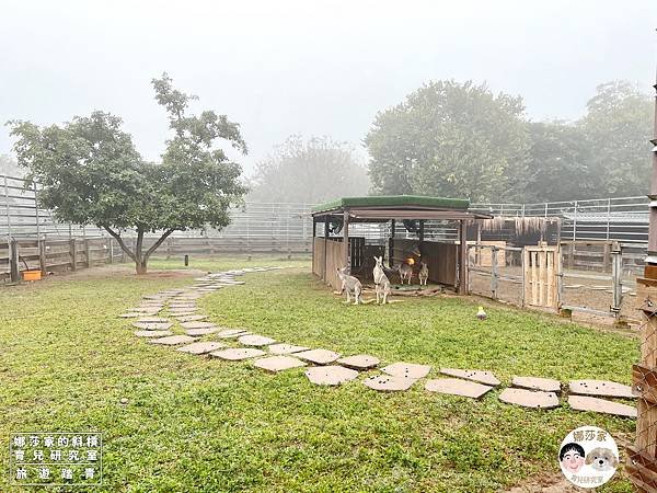 娜莎家的斜槓育兒研究室_旅遊踏青_桃園親子旅遊》埔心牧場~擠牛奶、餵動物、羊駝、袋鼠、烤肉、野餐~埔心牧場,埔心,牧場,農場,桃園旅遊,桃園,楊梅旅遊,親子旅遊,寵物友善,牛奶,牛,羊,親子農場,親子寵物,親子牧場,親子農場,露營,爬蟲,門票,動物127.jpg