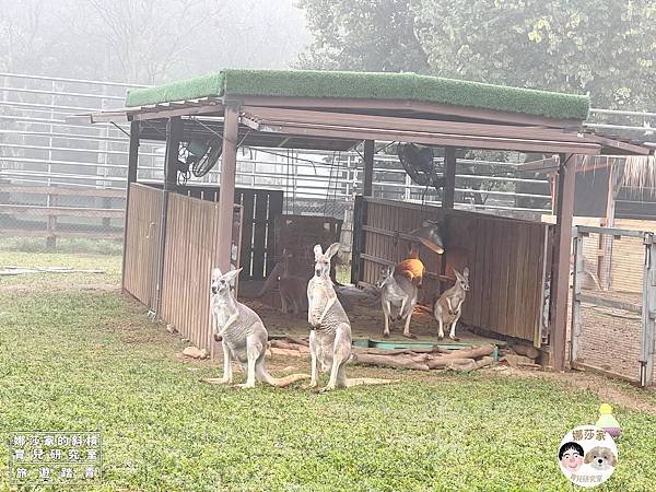 娜莎家的斜槓育兒研究室_旅遊踏青_桃園親子旅遊》埔心牧場~擠牛奶、餵動物、羊駝、袋鼠、烤肉、野餐~埔心牧場,埔心,牧場,農場,桃園旅遊,桃園,楊梅旅遊,親子旅遊,寵物友善,牛奶,牛,羊,親子農場,親子寵物,親子牧場,親子農場,露營,爬蟲,門票,動物128.jpg