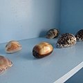 IMG_3950.JPG