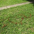 IMG_2197.JPG