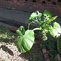 IMG_2207.JPG