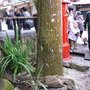 IMG_0889.JPG