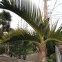 IMG_0454_resize.JPG