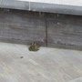 IMG_0971.JPG