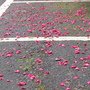 IMG_0908.JPG