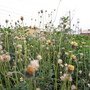 IMG_0451_resize.JPG