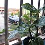IMG_0450_resize.JPG
