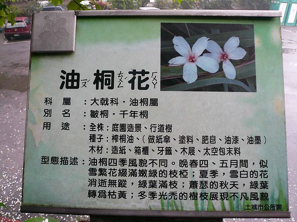 04 油桐花.jpg