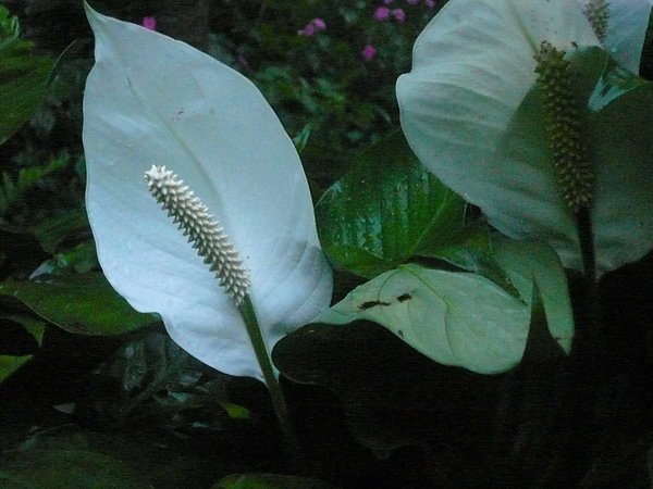 12 不知明的花.jpg