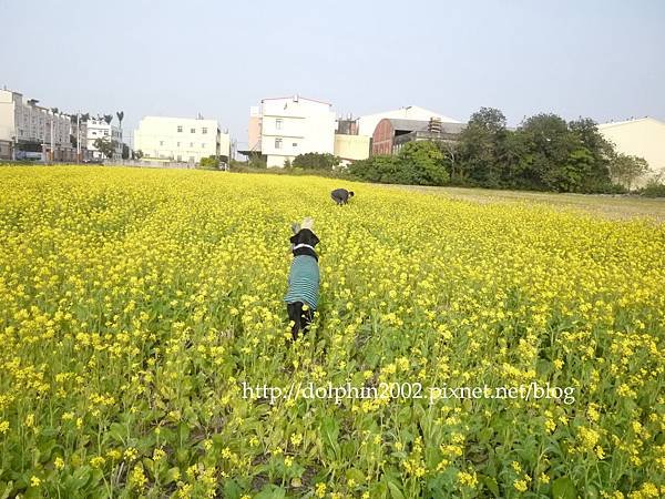 2013/12/28-鄉間花田