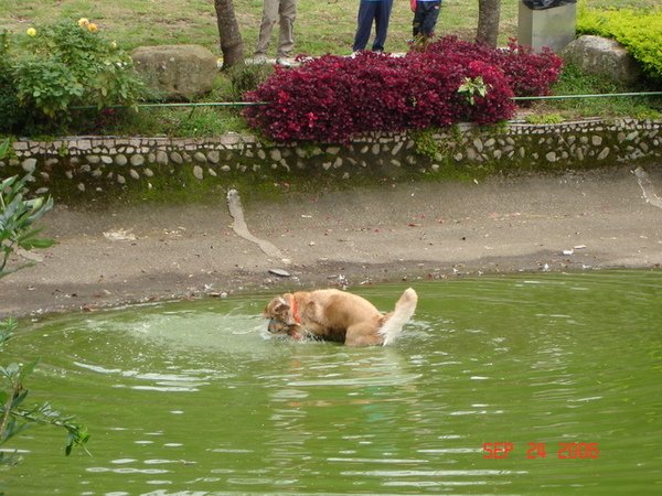 南投二日遊-清境瑞士小花園