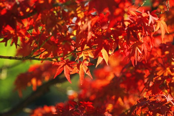 autumn-leaves_beiz_jp_M07455 B.jpg