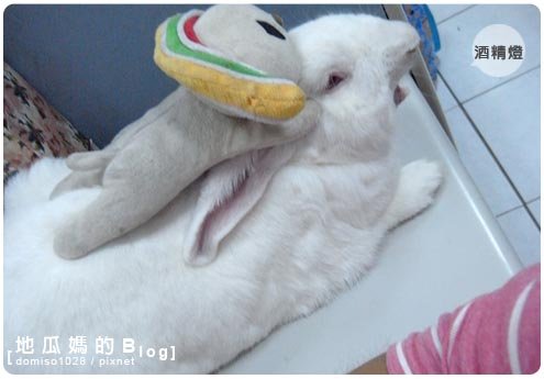 20101008-酒精燈的罩門09.jpg