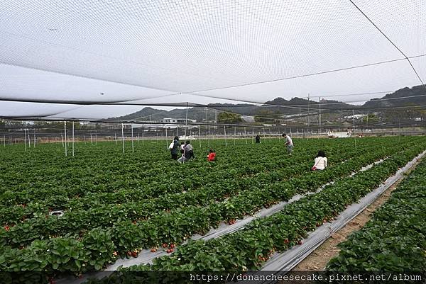 【台中採草莓】潭子福德爺草莓園超推薦！草莓又紅又甜又大顆，佔