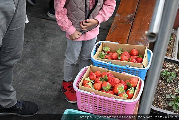 【台中採草莓】潭子福德爺草莓園超推薦！草莓又紅又甜又大顆，佔