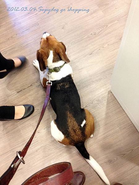 2012.03.04 Sofydog go shopping-1
