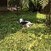 2012.03.17 內湖國小-12