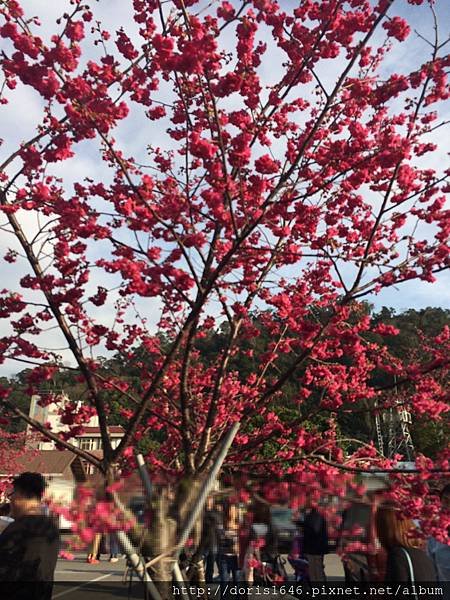 泰安派出所櫻花